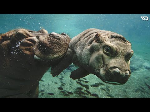 Video: Mengapa hippopotamus hidup di dalam air?