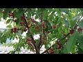 Черешня.Мелитопольская черная. Плодовое дерево, которое должно расти в каждом саду.