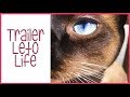 Trailer Leto Life, la vida de un siamés | LetoLife