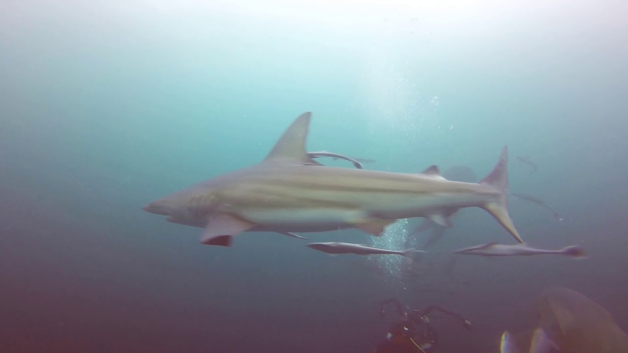 Oceanic Blacktip Shark