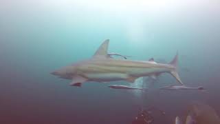 Oceanic Black Tip Sharks