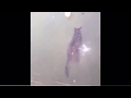 【衝撃】湖の中に凍った猫が(T . T)
