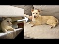 소파 밑에 숨던 강아지에게 찾아온 기적같은 변화... | 진돗개가족 vlog