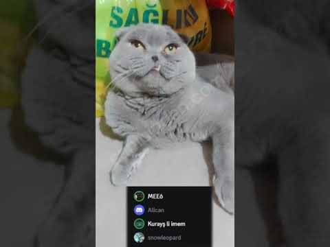 Arkadaşıma kedi seçiyoruz