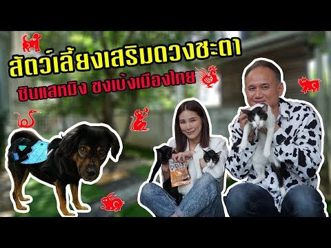 สัตว์เลี้ยงเสริมดวงชะตา ซินแสหมิง ขงเบ้งเมืองไทย l OA 13 ต.ค. 2562