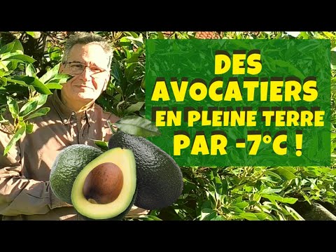 Vidéo: Hardy Tropical Looking Plants – Cultiver un jardin exotique par temps froid