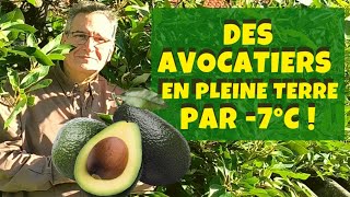 Growing hardy avocados trees in the ground !