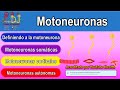 Fisiología: Motoneuronas, tipos y funciones