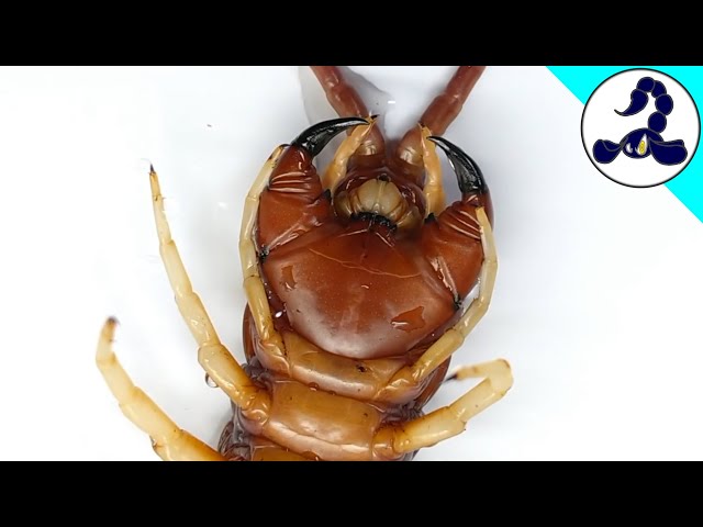 Reproductive organ of my Peruvian giant centipede - YouTube