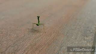 Serong kanan Serong kiri