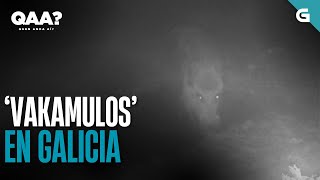 Os ‘VAKAMULOS’ conquistan Galicia | QUEN ANDA AÍ