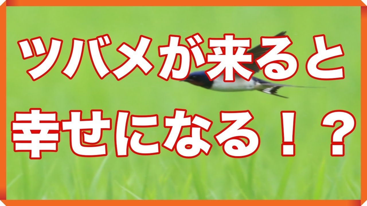 ツバメが縁起の良い鳥だというのは本当だった こんな御利益があるのを知っていましたか Youtube