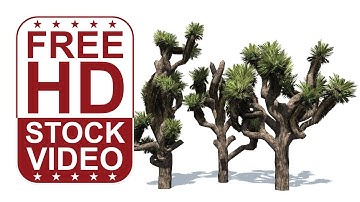 Free Stock Videos - joshua trees with wind effect on white background 3D animation