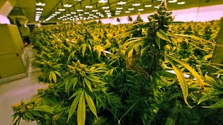 Utah lawmakers say medical marijuana should be treated like other prescription drugs