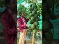 चीकू #reel #agri #viral #short #trending #shortsvideo