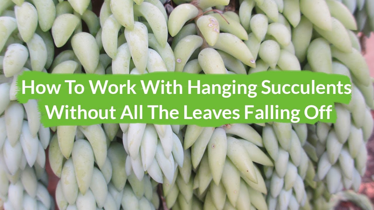 working with hanging succulents How To Work With A Burro's Tail Sedum Without The Leaves All Falling Off / Joy Us Garden