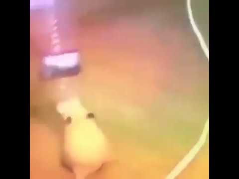 dancing-hamster
