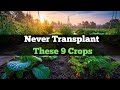 9 Crops You Should ONLY Direct Sow (And Why)🌱