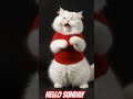 A cute fat cat comes to say hello on Sunday #cat #testsounds  #shorts #sunday