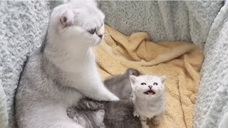 Mom cat talks to her kittens and educates them, teaches them the rules of life