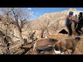 "How do dogs find a warm and safe home in the heart of Iranian nomadic life?"🐕🐶🛖