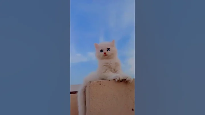 Video 11304671: persian kitten long hair, persian cat long hair, persian cat collection