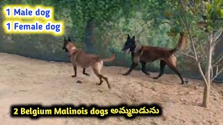 8885132131 | top quality Belgium Malinois dogs for sale in telugu |Aj pets
