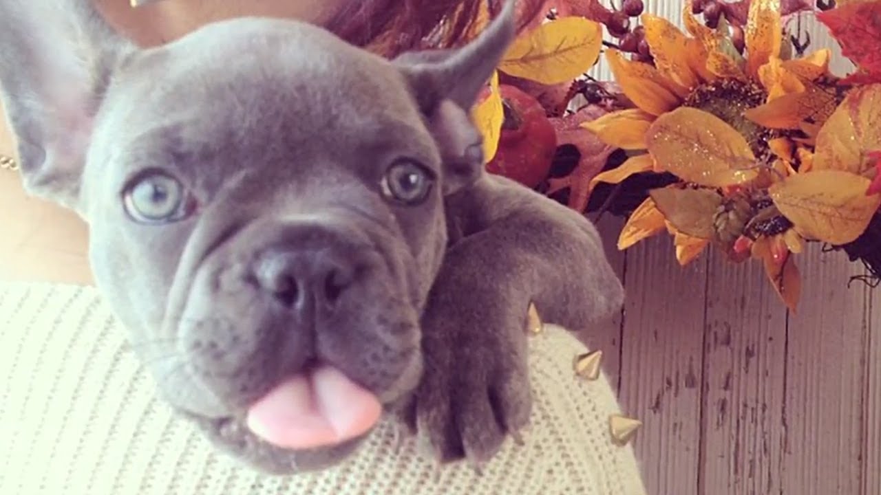 puppy paradise Chriselle Lim and Mignon | Ready. Set. Play!