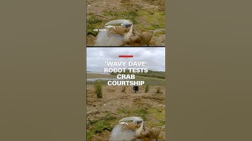 Robot tests fiddler crab courtship tactics