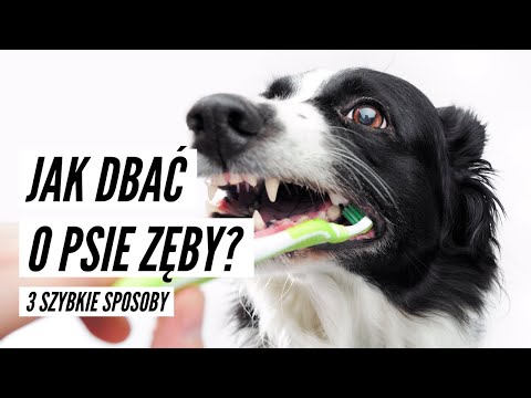 Wideo: 4 Sposoby, Jak Dobra Pielęgnacja Zębów Może Poprawić Uzębienie Twojego Psa