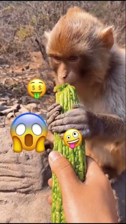 Monyet lucu makan pare