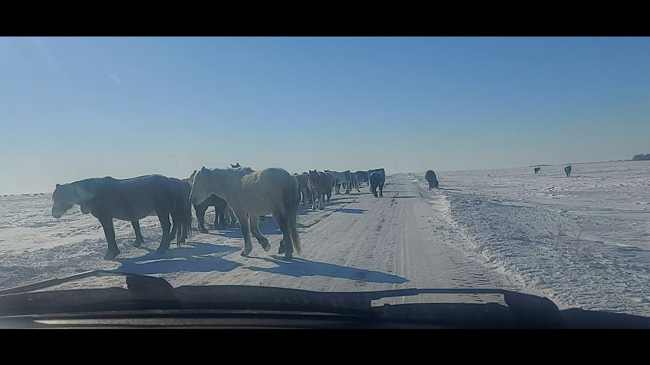 Жизнь в селе#Казахстан#Встретили Кулагера .