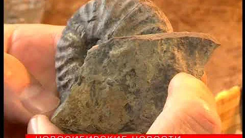 Сибирские учёные разгадывают возраст древних моллюсков