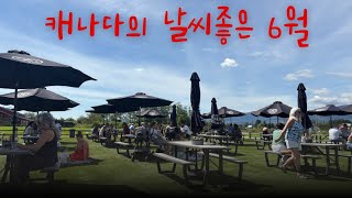 캐나다 이민생활🇨🇦 내 생일 주간. 닭한마리.웬디스.베이글 살몬 샌드위치