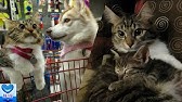 ハスキー犬に育てられたネコが お母さんになりました Youtube