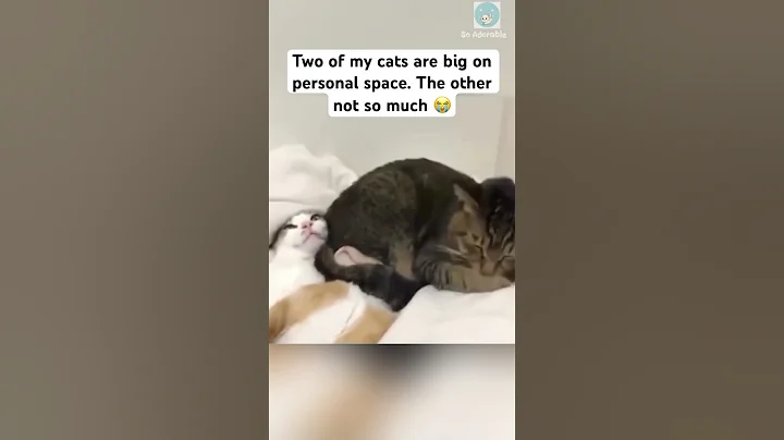 2 extroverts and 1 introvert 😭 #shorts #cat #catlovers