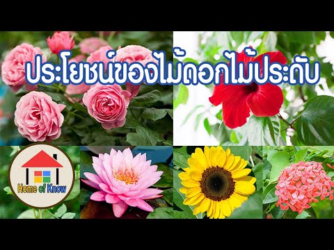 วีดีโอ: ไม้ดอกไม้ประดับสำหรับบ้านของคุณ - การทำสวน Know How