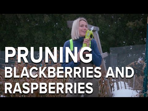 How to Prune Raspberries and Blackberries
