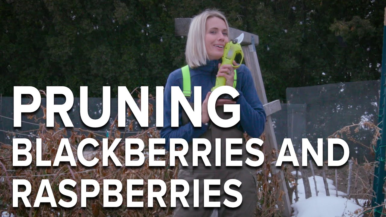 How to Prune Raspberries and Blackberries YouTube
