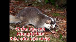 Tiếng chồn bạc má kêu mồi/ tiếng chồn kêu cứu dụ đến nhanh