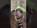 I luv my bows ˚˖𓍢ִ໋🌷͙֒✧˚.🎀༘⋆