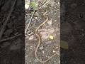 а Єа а ІаҐЂ а а ѕа а а їа а ѕ а ॠа а ॠа а ёа ѕа а Є рџђЌ Dhaman Snake рџђЌ Ghoda Pachad Saap Shorts а Єа а ІаҐЂ а а ѕа а а їа а ѕ а ॠа а ॠа а ёа ѕа а Є рџђЌ Dhaman Snake рџђЌ Ghoda Pachad Saap Shorts