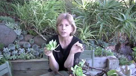 Aeoniums for Your Garden