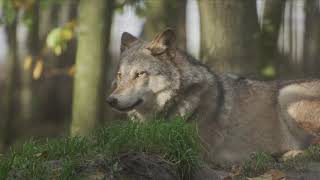 Wolf Animal Mammal Nature Wild Free No Copyright Video