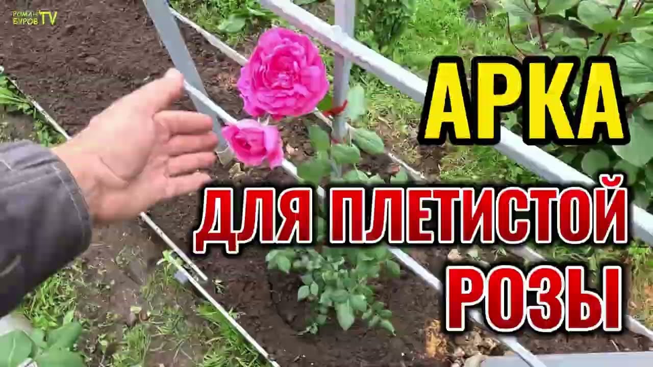 КАК СДЕЛАТЬ АРОЧНУЮ ОПОРУ ДЛЯ ПЛЕТИСТОЙ РОЗЫ, КЛЕМАТИСА ИЛИ ВИНОГРАДА