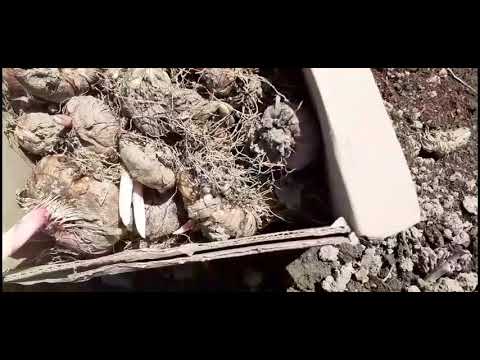 Video: Uzgajamo Gladiole. 2. Dio
