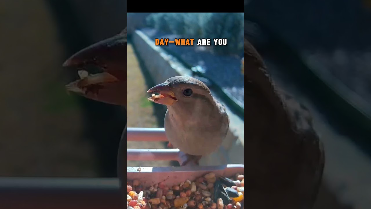 Умник-птица жалуется на соседей 