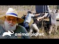 Veículo fica atolado em pântano cheio de serpentes | Caçadores de Pítons | Animal Planet Brasil