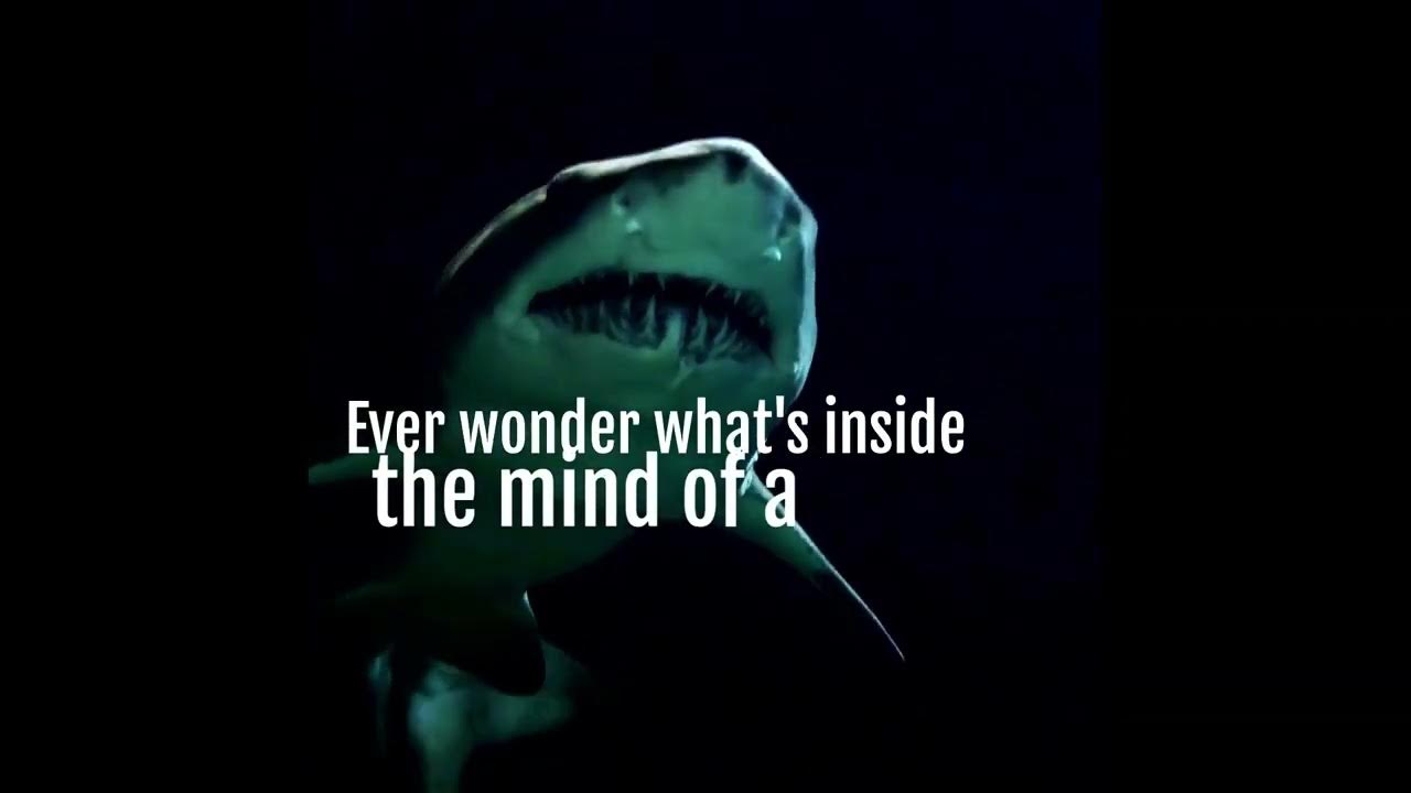 shark brain - YouTube