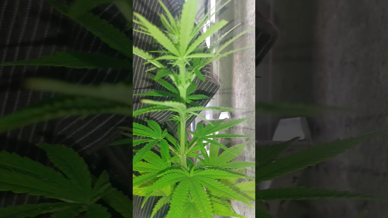 1 SEMANA DE FLORAÇÃO ,  CANNÁBIS , FOTO-PERÍODO DE , 11/13 INDOOR. DEMONSTRAÇÃO.